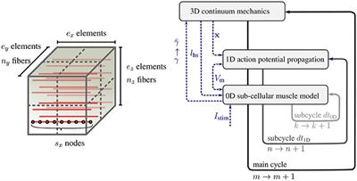 Enabling Detailed, Biophysics-Based Skeletal Muscle Models on HPC Systems